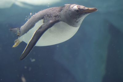 Close-up of fish swimming in sea