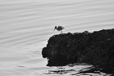 Bird flying over rock formation in sea