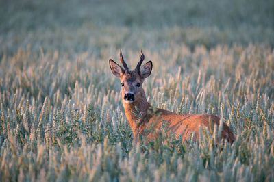 Deer standing on grassy field