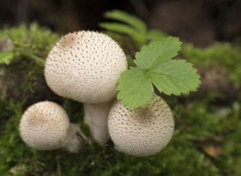 Close-up of mushrooms growing on field