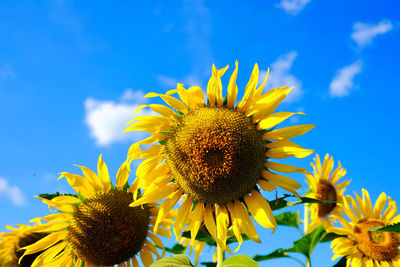 Close-up of sunflower