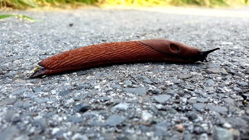 Close-up of lizard on the road