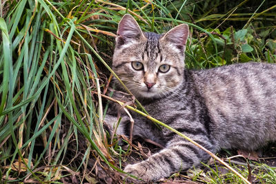 Portrait of tabby cat on field