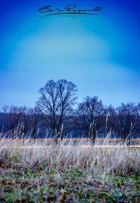 Bare trees on field against blue sky