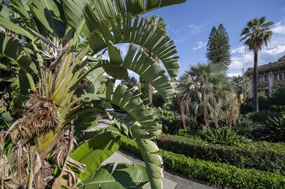 Palm trees against sky