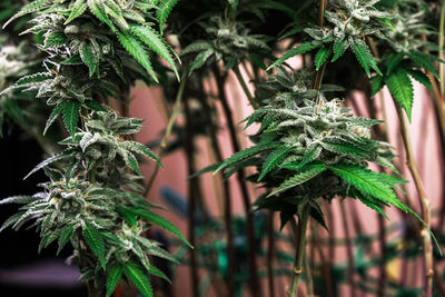 Close-up of pine tree