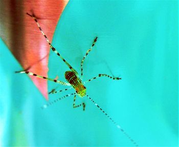 Close-up of insect on leaf