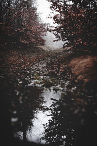 Reflection of trees in puddle