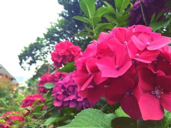 Close-up of pink flowers