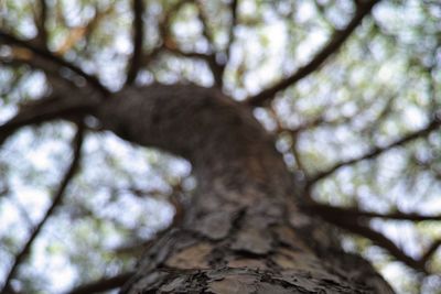 Low angle view of tree in forest