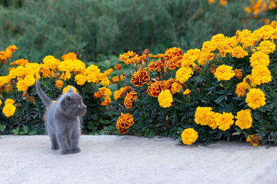 View of a cat on yellow flower