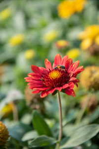 Close-up of red flower