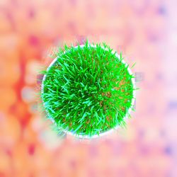 Close-up of succulent plant