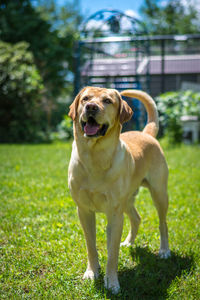Close-up portrait of dog sitting on grass