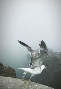 Seagulls flying over lake