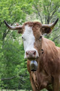 Close-up of cow