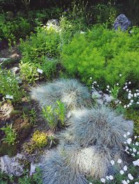 Plants growing in forest