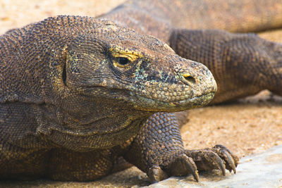 Close-up of lizard