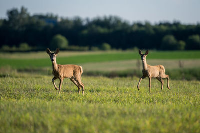 Deer standing on field