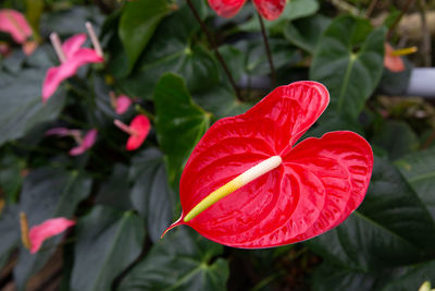 Close-up of red rose flower