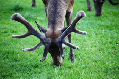 View of deer on field