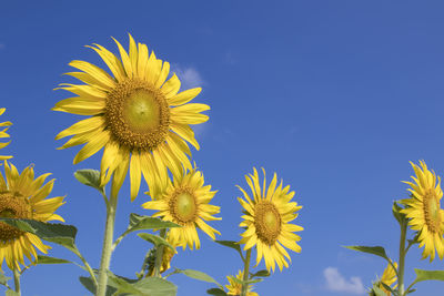 Low angle view of sunflower against clear blue sky