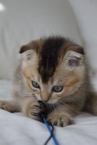 Portrait of scottish fold kitten 
