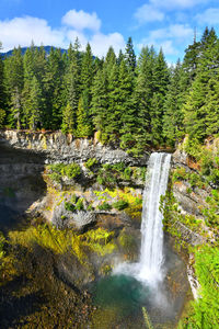 Scenic view of waterfall against trees in forest