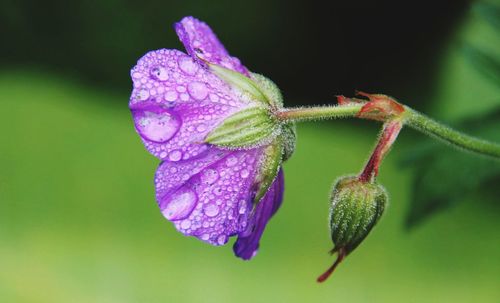 Close-up of purple flowering plant