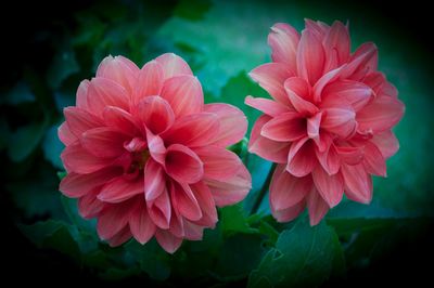 Close-up of red flower