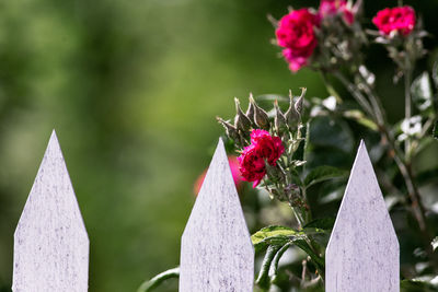 Close-up of pink flowering plant against fence