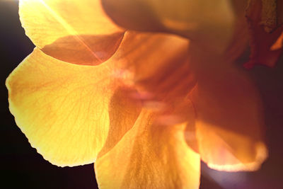 Close-up of orange flower