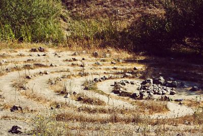 High angle view of sheep on land