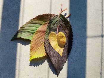 Close-up of leaves on concrete  during sunny day