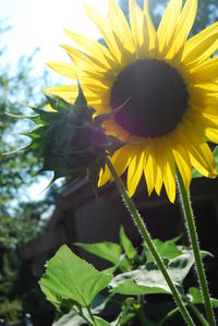 Close-up of yellow flower