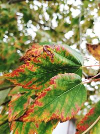 Close-up of green leaves on plant during autumn