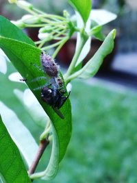 Close-up of insect on leaf