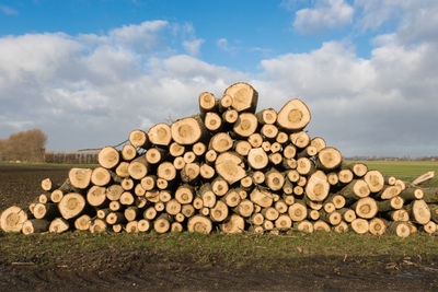 Stack of logs on field in forest