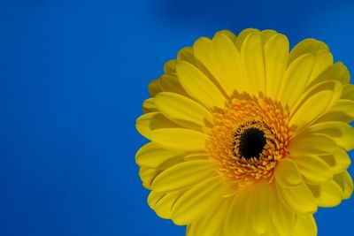 Close-up of yellow flower against clear blue sky