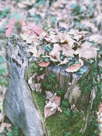 Close-up of flower growing on tree trunk