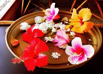 Close-up of pink flowers