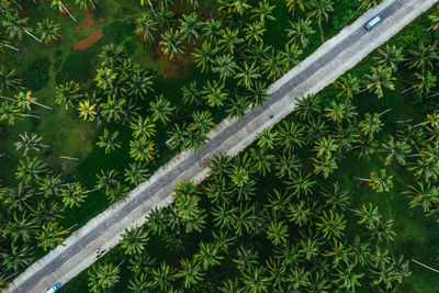 Aerial view of road amidst tropical trees on land