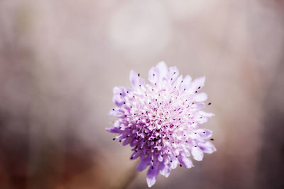 Close-up of purple flowering plant