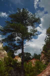 Low angle view of trees against sky