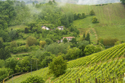 Scenic view of vineyard against trees on field