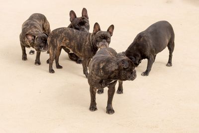 High angle view of dogs