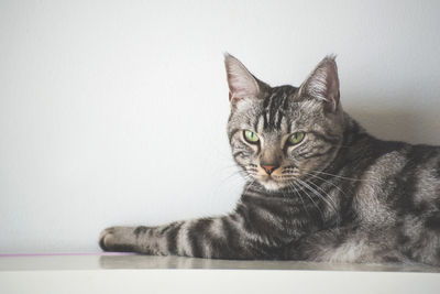 Close-up portrait of tabby cat