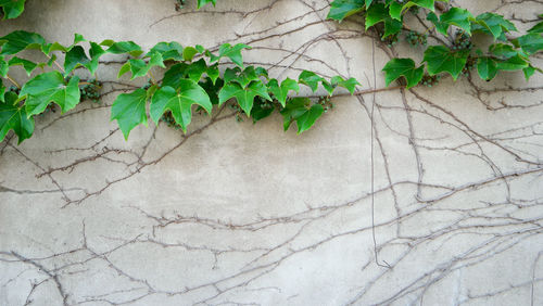 Close-up of ivy on wall