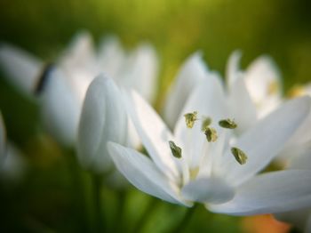 Close-up of flower blooming outdoors