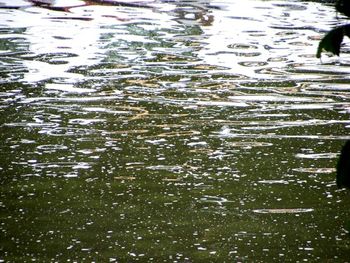 Reflection of trees in water